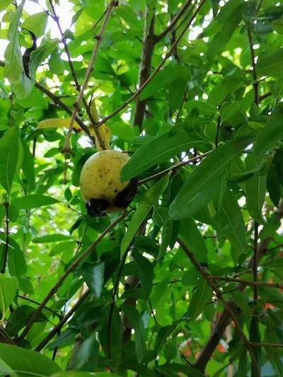 ডালিমের ফোস্কা রোগ - ডালিম