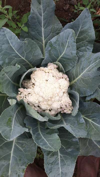 Boron Deficiency - Cauliflower