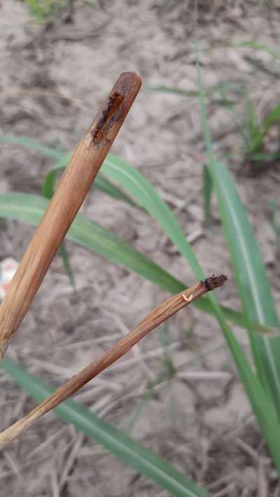 Early Shoot Borer - Sugarcane