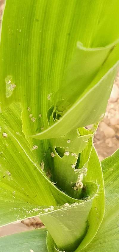 ಮೆಗ್ನೀಸಿಯಮ್ ಕೊರತೆ - ಮೆಕ್ಕೆ ಜೋಳ