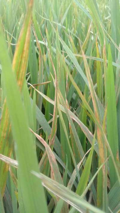 Bacterial Blight of Rice - Rice