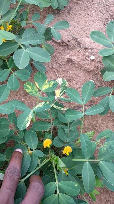 Leaf Variegation - Peanut