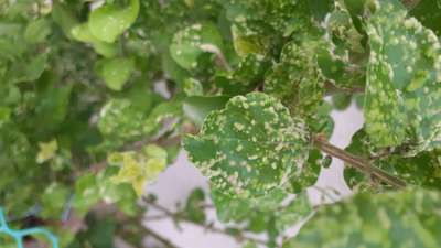 Gall Mite - Citrus