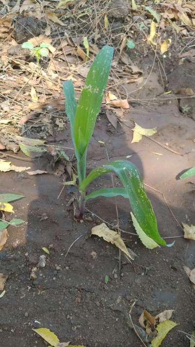 ಥ್ರಿಪ್ಸ್ ನುಸಿ - ಮೆಕ್ಕೆ ಜೋಳ