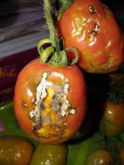 Tomato Spotted Wilt Virus - Tomato