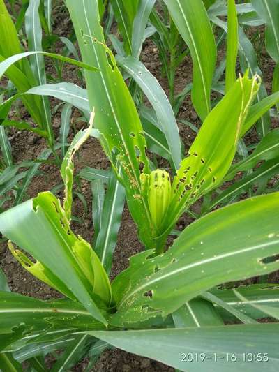 Oriental Armyworm - Maize