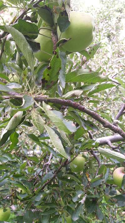 Fruit Tree Canker - Apple