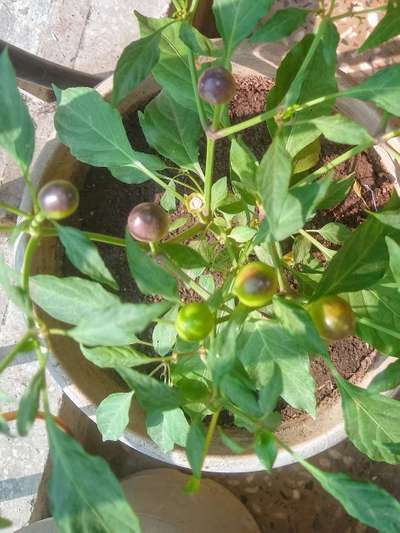 Blossom End Rot - Capsicum & Chilli