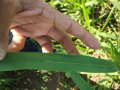 Boron Deficiency - Wheat