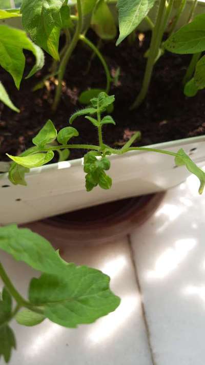 Tomato Yellow Leaf Curl Virus - Tomato