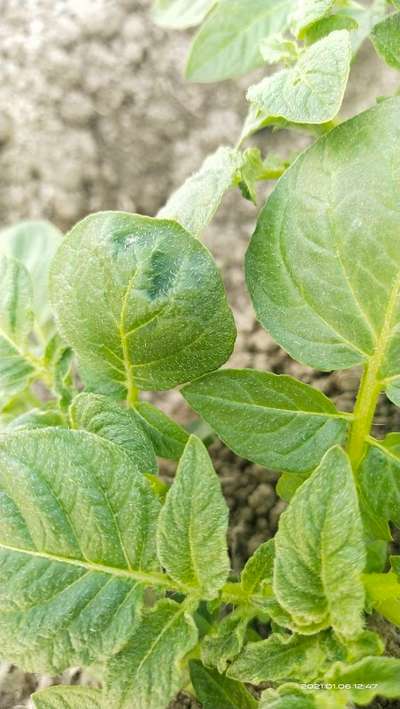 Spider Mites - Potato