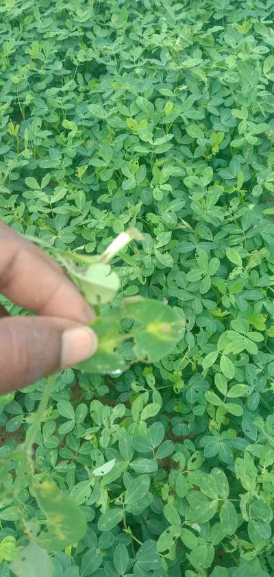 Flea Beetles - Peanut