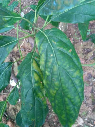 Deficiencia de magnesio - Capsicum y chile