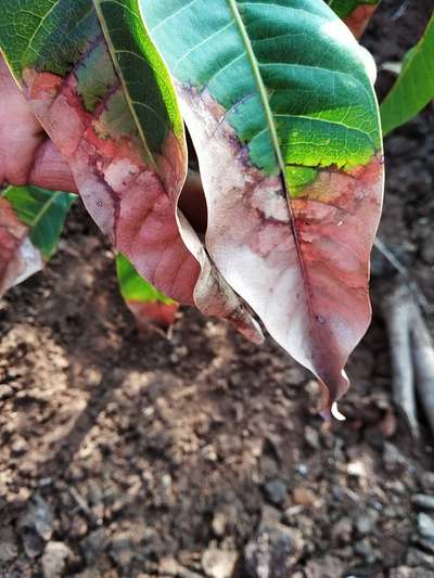 ಫೋಮಾ ಸೋಂಕು - ಮಾವು