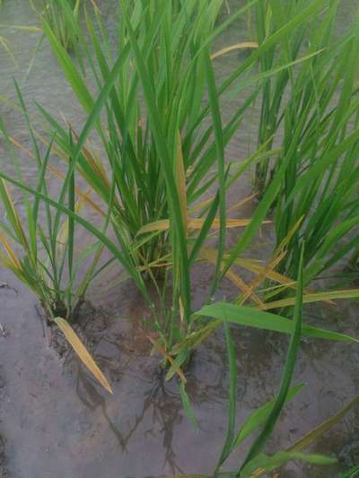 Iron Toxicity in Rice - Rice