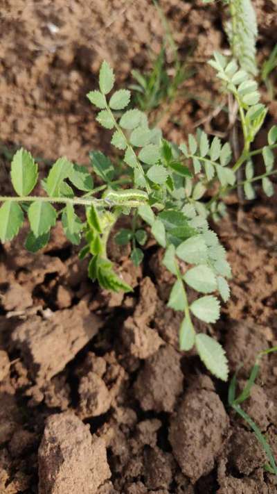 Helicoverpa Caterpillar - Chickpea & Gram