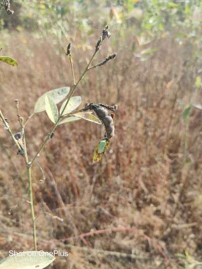 Stink Bugs on Soybean - Pigeon Pea & Red Gram