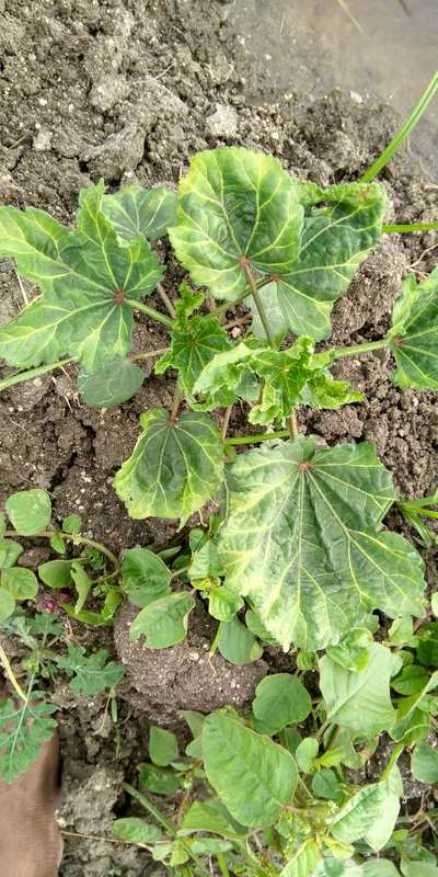 Leaf Miner Flies - Okra