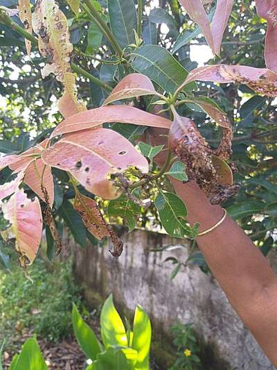 Mango Hoppers - Mango