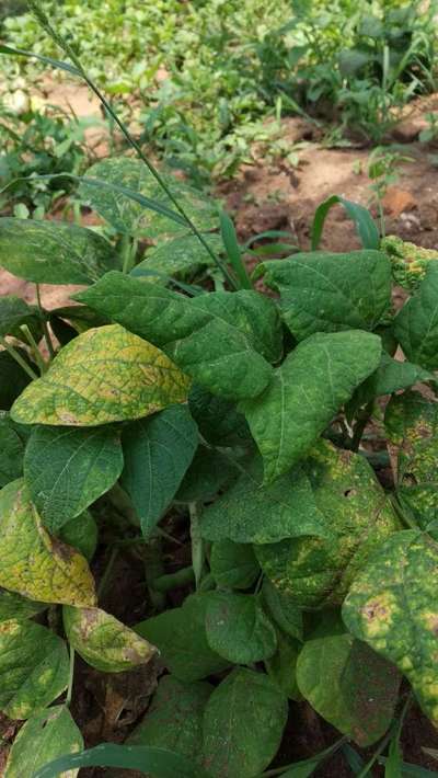 Spider Mites - Soybean