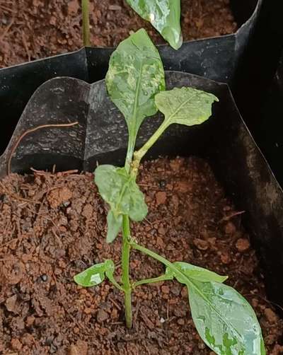 Leaf Miner Flies - Capsicum & Chilli