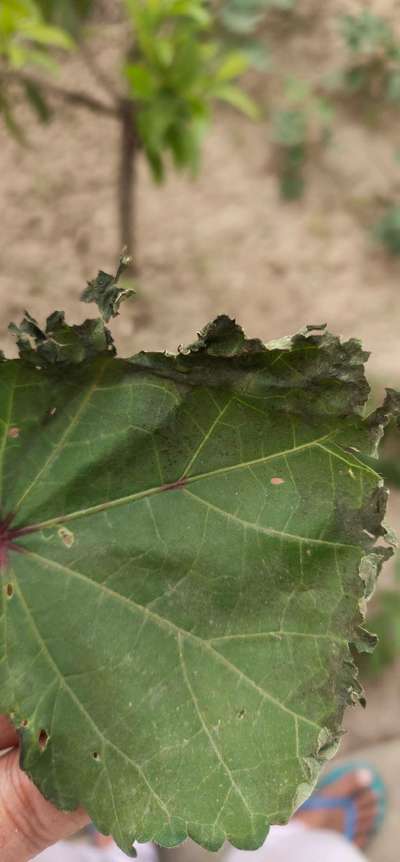 Potassium Deficiency - Okra