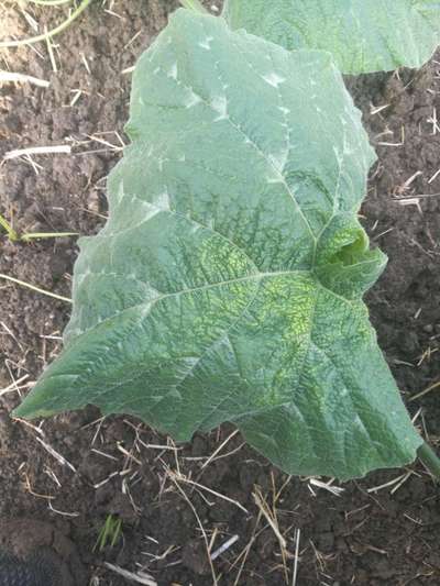 Broad Mite - Pumpkin