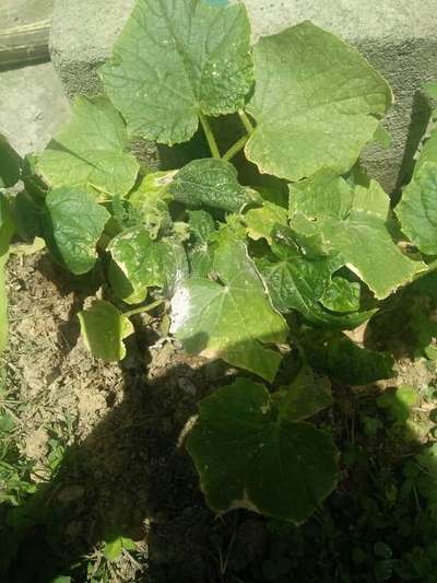 Powdery Mildew - Cucumber