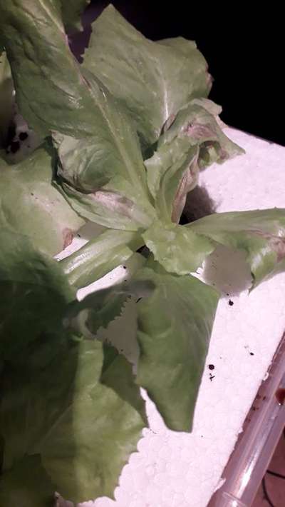 Downy Mildew - Lettuce