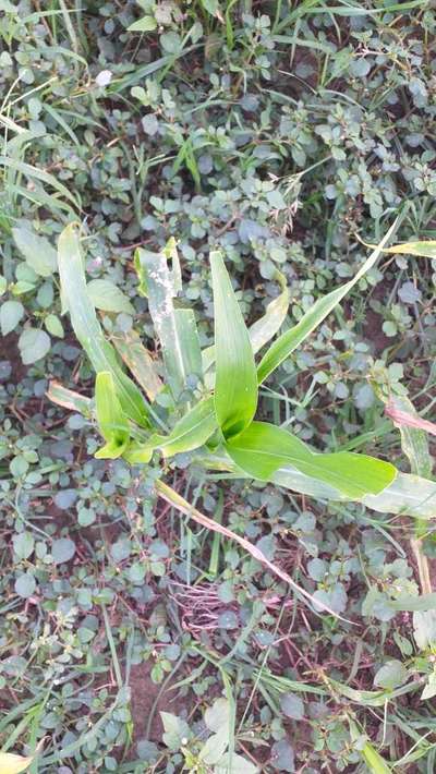 Potassium Deficiency - Maize