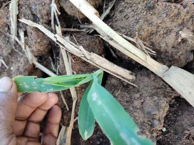 ಚುಕ್ಕೆಯುಳ್ಳ ಕಾಂಡಕೊರಕ - ಮೆಕ್ಕೆ ಜೋಳ