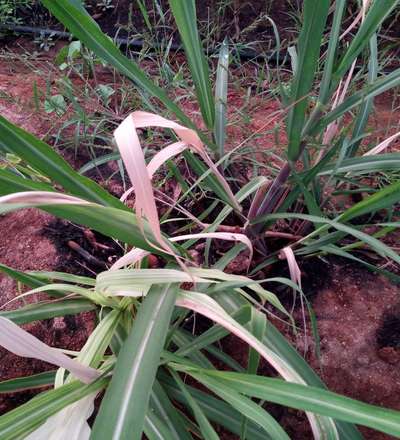 Early Shoot Borer - Sugarcane