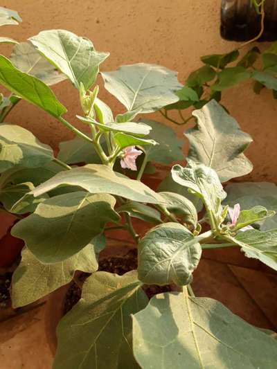 Spider Mites - Brinjal