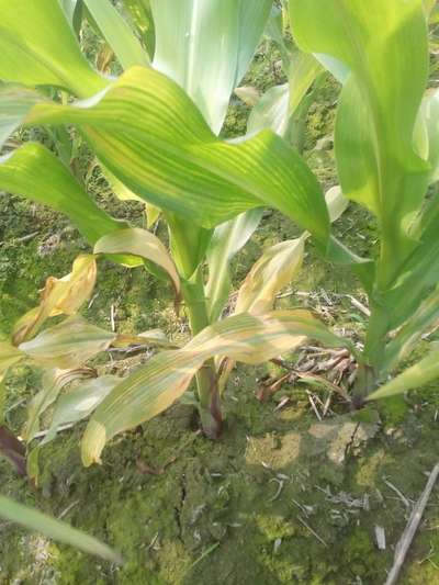 ভুট্টা পাতার দাগ সৃষ্টিকারী ভাইরাস - ভুট্টা