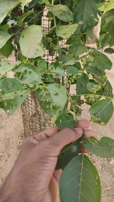 Gall Mite - Citrus