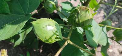 Anthracnose of Cotton - Cotton