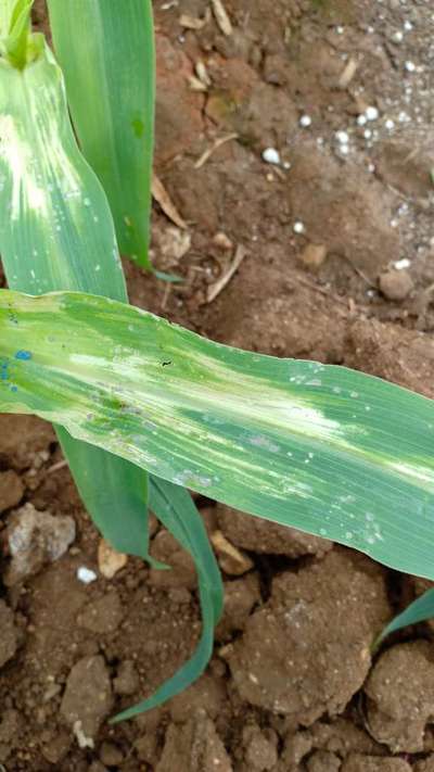 Goss Wilt - Maize