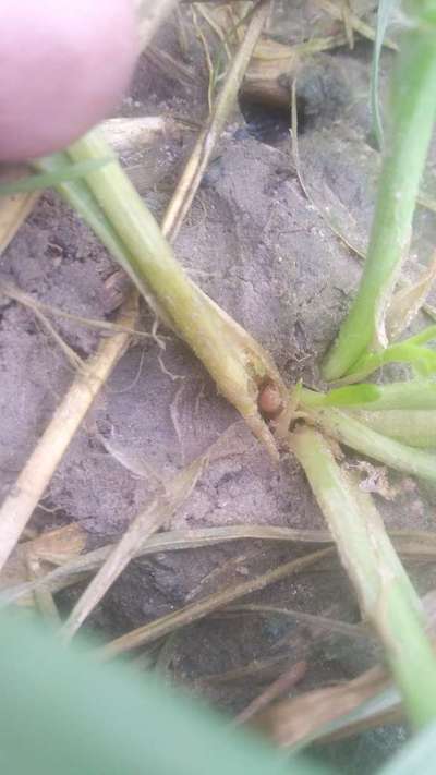 Violet Stem Borer - Wheat