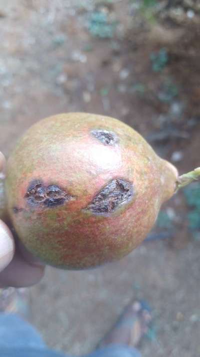 ದಾಳಿಂಬೆಯ ದಂಡಾಣು ಅಂಗಮಾರಿ ರೋಗ - ದಾಳಿಂಬೆ