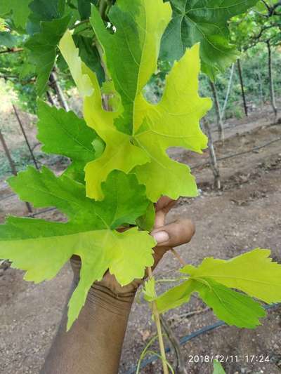 Sulfur Deficiency - Grape