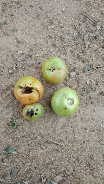 ಹೆಲಿಕೋವರ್ಪಾ ಕ್ಯಾಟರ್ ಪಿಲ್ಲರ್ - ಟೊಮೆಟೊ