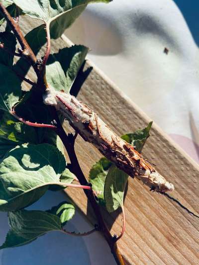 Giant Swallowtail Caterpillar - Peach