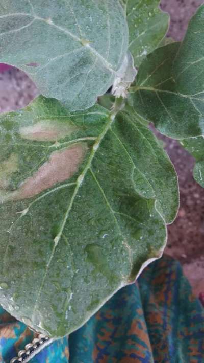 Potassium Deficiency - Brinjal