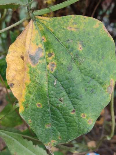 Alternaria Leaf Spot of Soybean - Bean