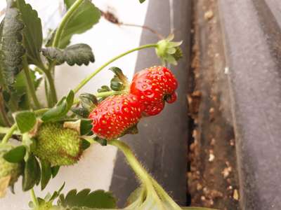 Boron Deficiency - Strawberry