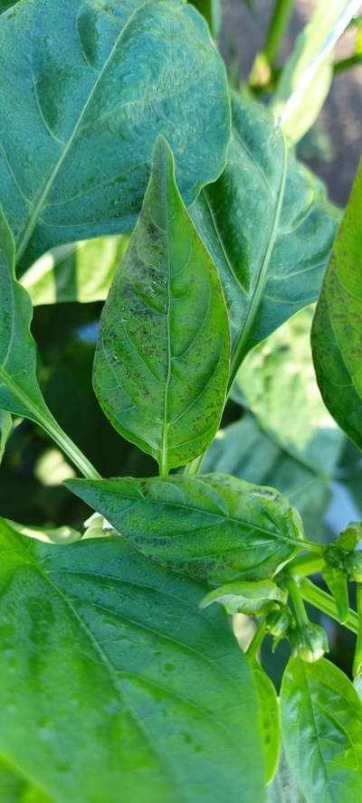 Bacterial Spot of Pepper - Capsicum & Chilli