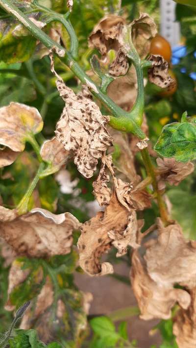 Mancha foliar por Septoria - Tomate