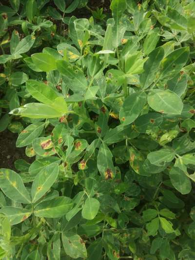 Tobacco Caterpillar - Peanut