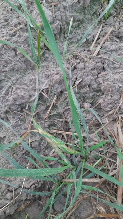 Septoria Tritici Blotch - Wheat