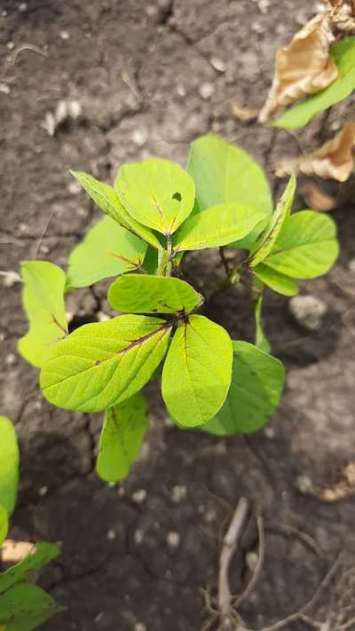 Nitrogen Deficiency - Soybean